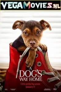 a dogs way home 2019 , vegamovies3 - vegamovies3.moviesmod.bio