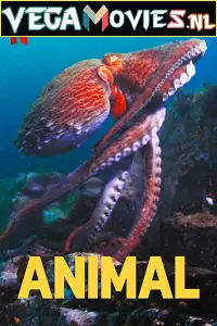 netflix animal season 1, vegamovies3 - vegamovies3.moviesmod.bio