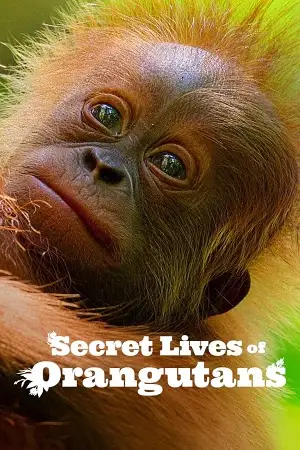 secret lives of orangutans 2024 , vegamovies3 - vegamovies3.moviesmod.bio